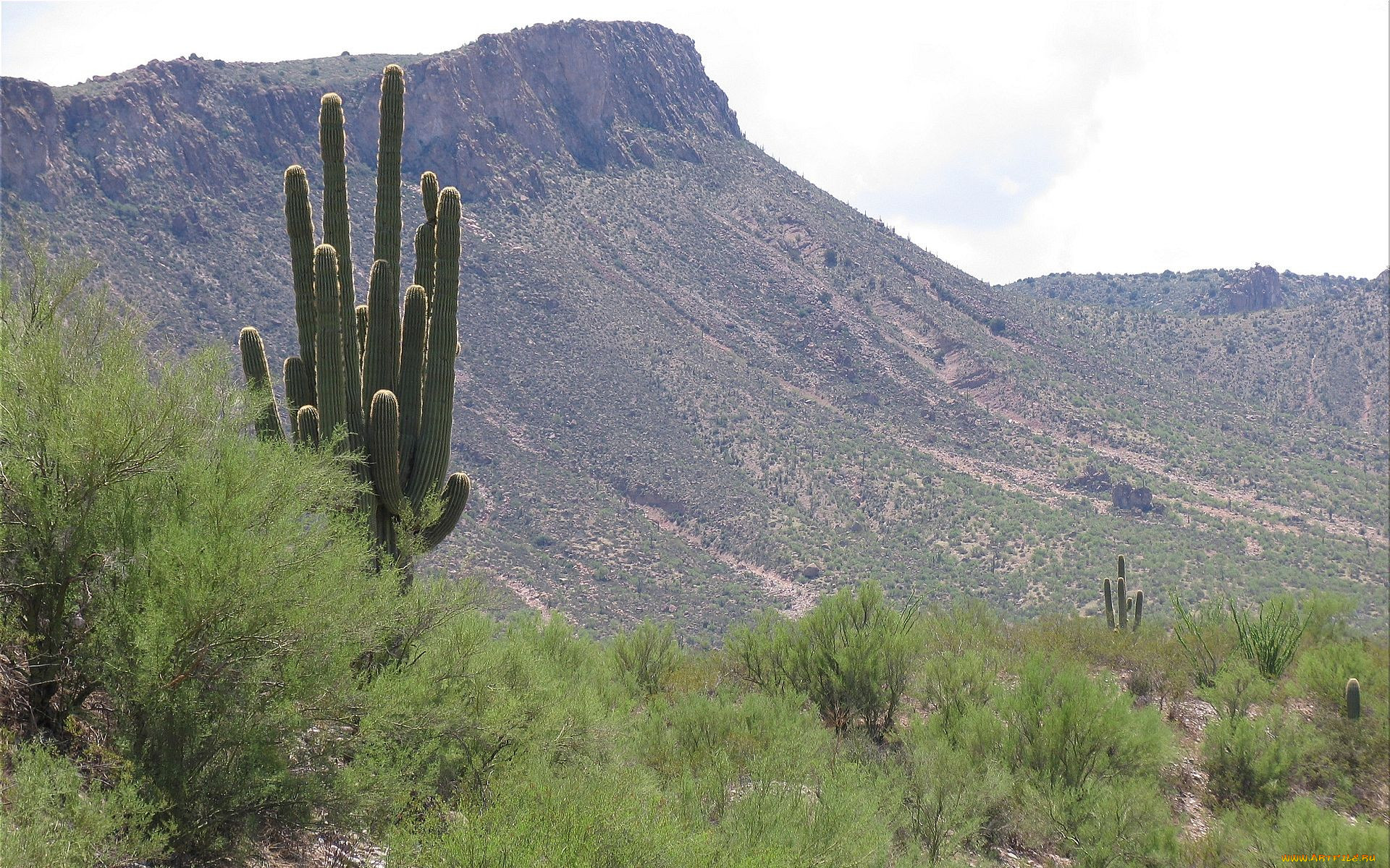 saguaro, cactus, arizona, , 